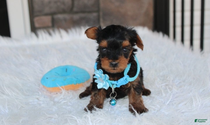 Yorkiepoo dogs Enzo - Ad 1