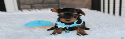 Yorkiepoo dogs for sale: Enzo - Ad 8