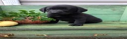 Labrador Retriever dogs for sale: Lucy - Ad 4