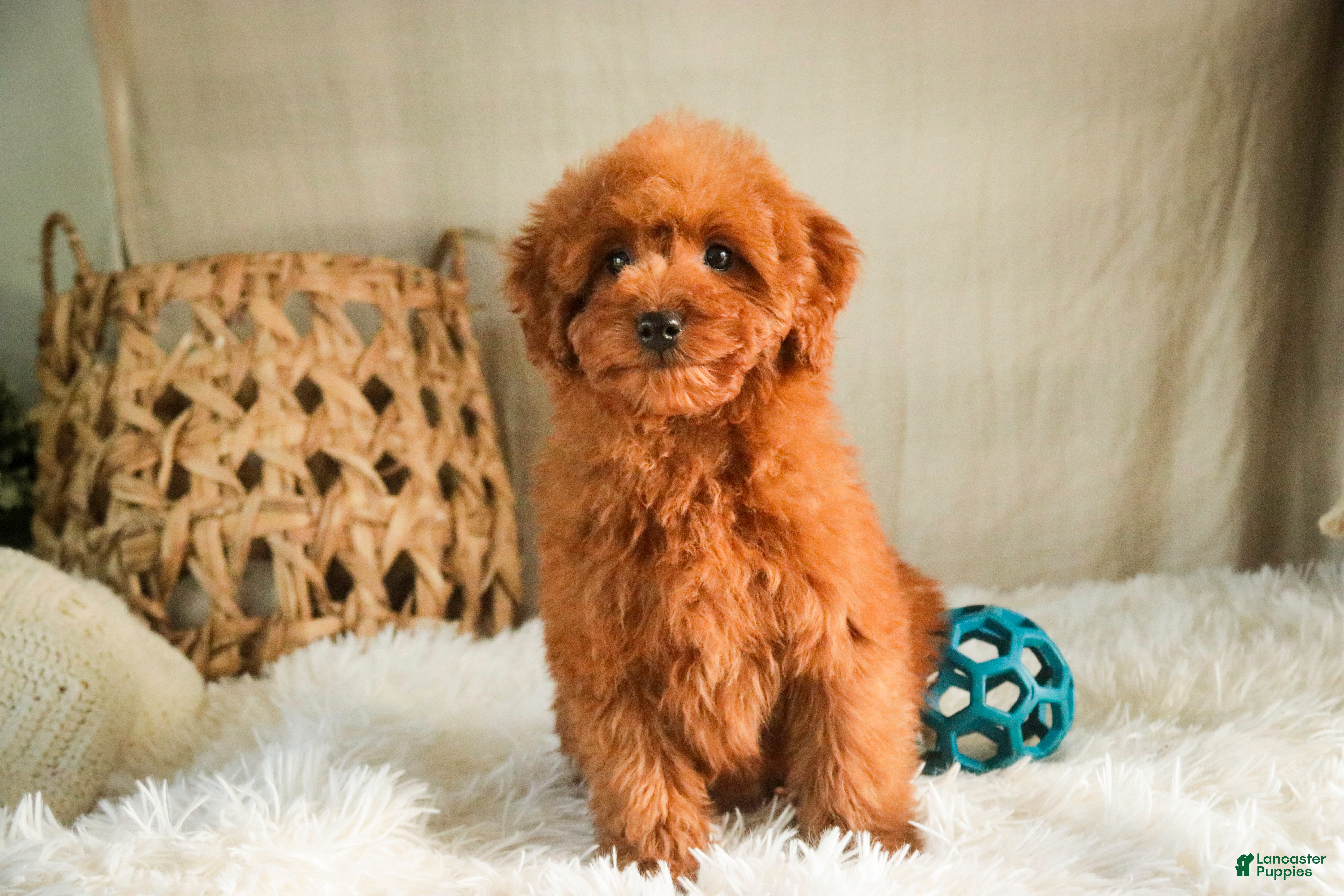 Miniature Poodle dogs Farley - Ad 12