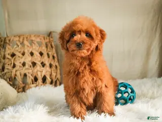 Miniature Poodle dogs Farley - Ad 29