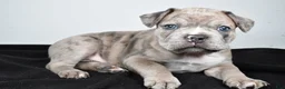Frenchton dogs for sale: Tanner - Ad 4