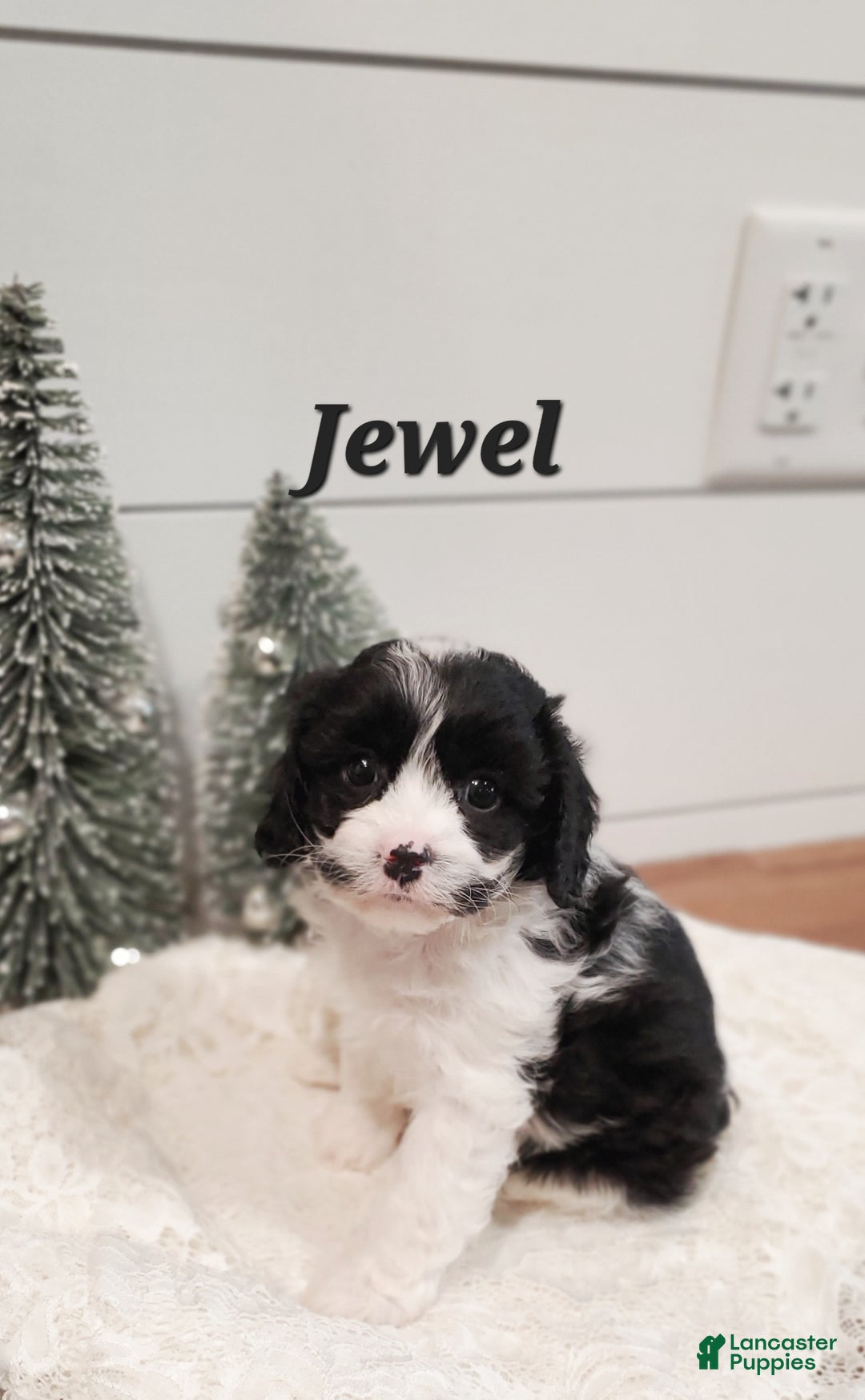 Cavapoo dogs for sale: Jewel  - Ad 1