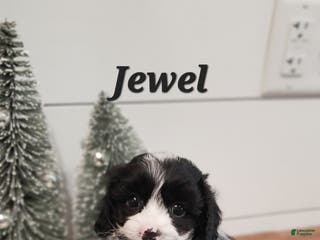 Cavapoo dogs Jewel - Ad 33