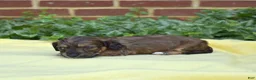 Miniature Dachshund dogs for sale: Camper  - Ad 7