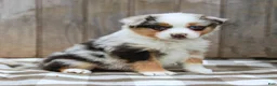 Australian Shepherd dogs for sale: Rover - Ad 1
