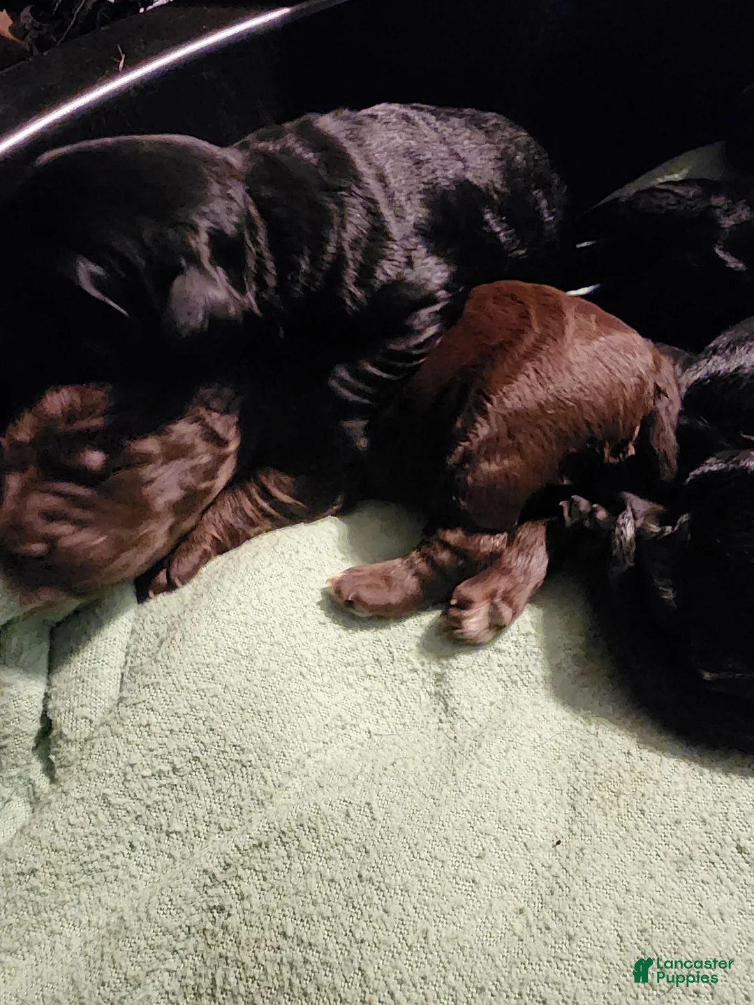 Labradoodle dogs for sale: Labradoodle 8 - Ad 1