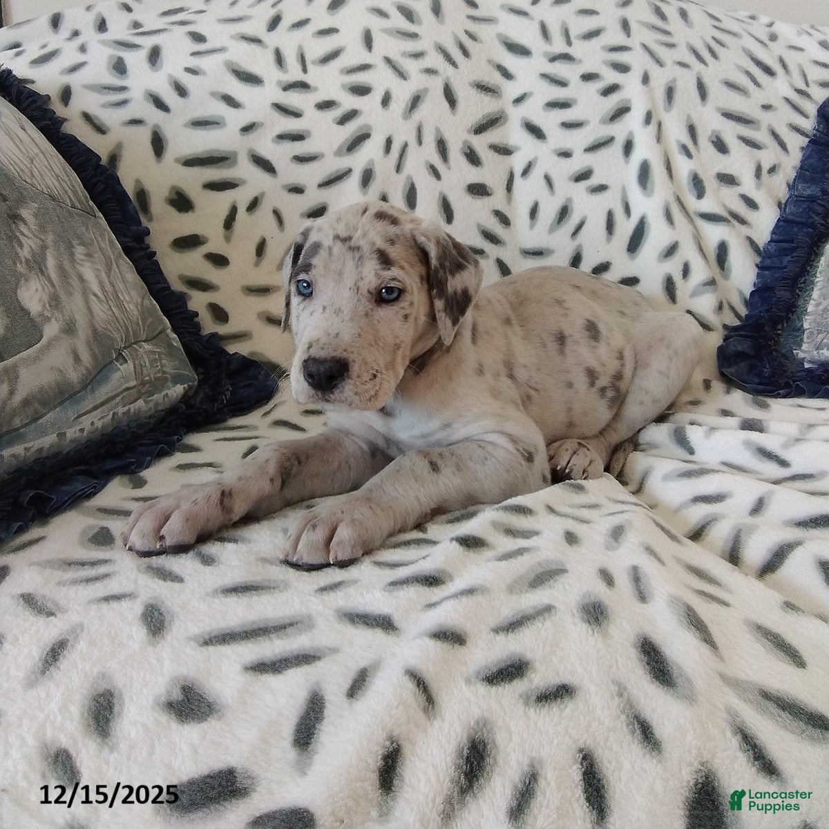 Great Dane dogs Karter - Ad 6