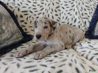 Great Dane dogs Karter - Ad 25
