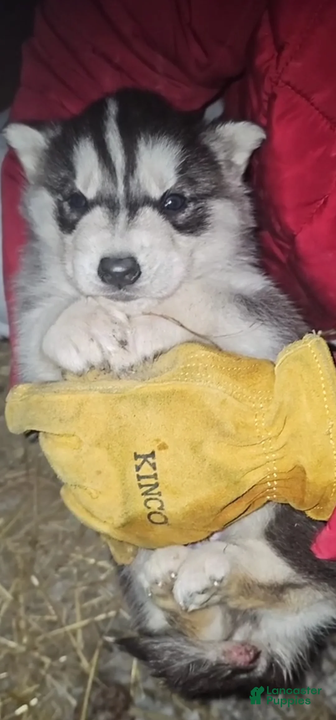 Gallery Image {{count}}