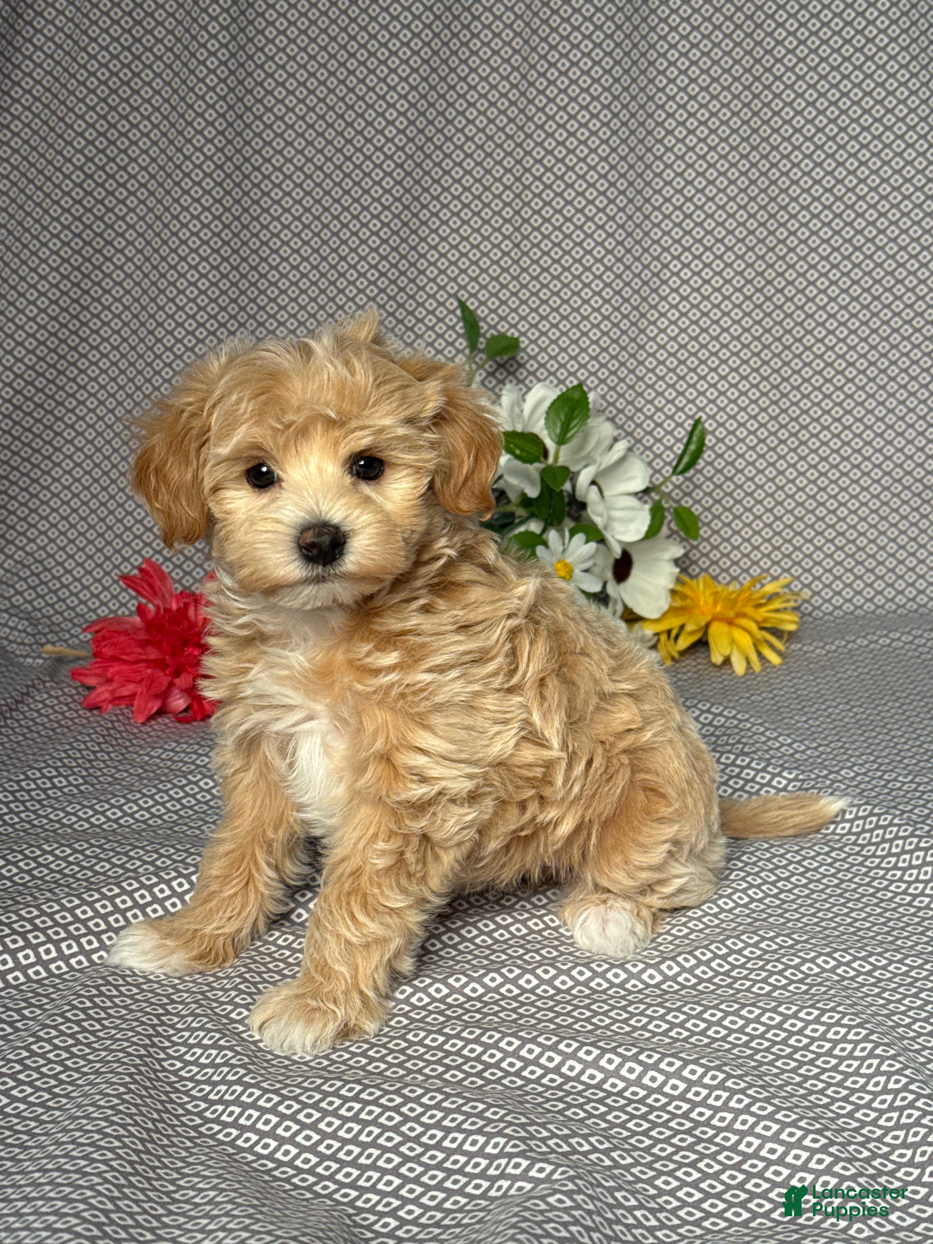 Maltipoo dogs Grace - Ad 2