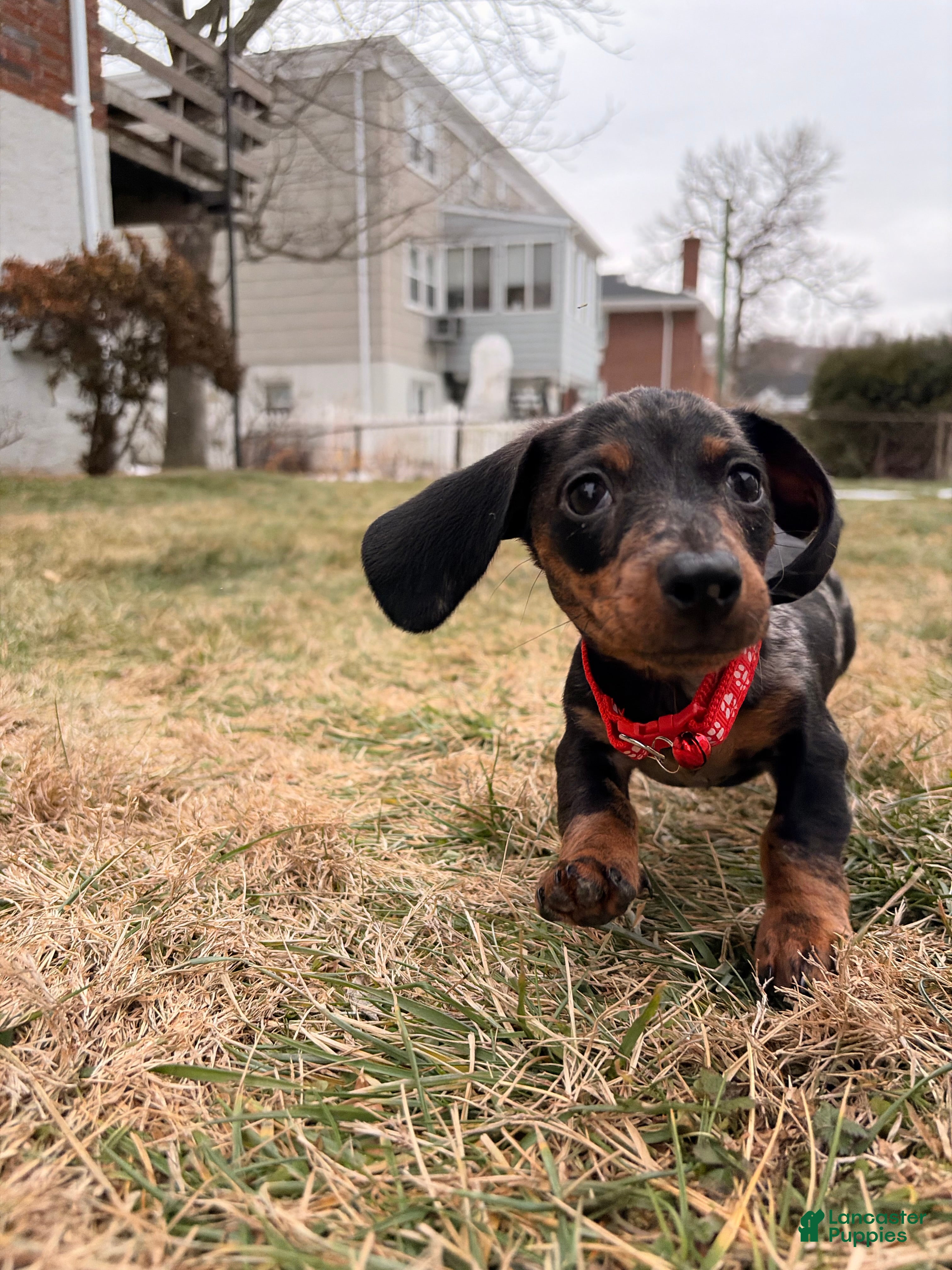 Miniature Dachshund dogs Mickey - Ad 2