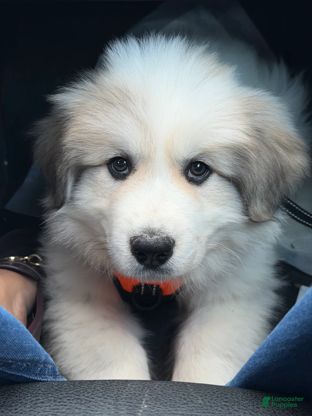 Great Pyrenees dogs for sale: Ravvy - Ad 7