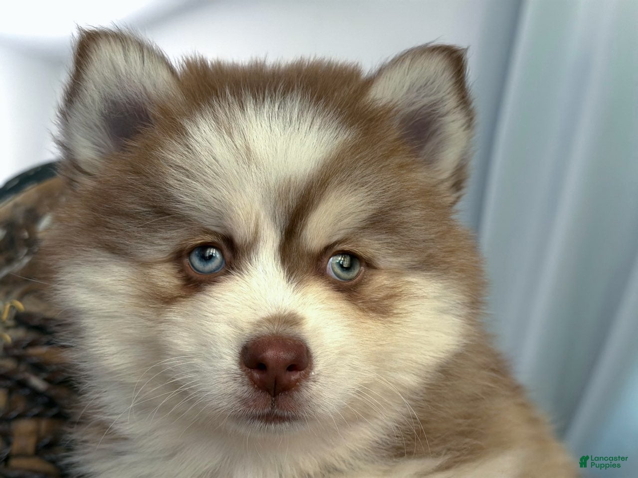 Pomsky dogs Queso - Ad 1