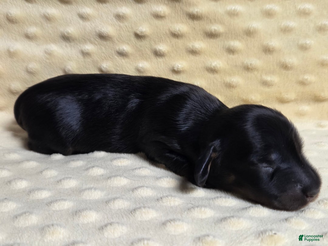Miniature Dachshund dogs for sale: Naan - Ad 2