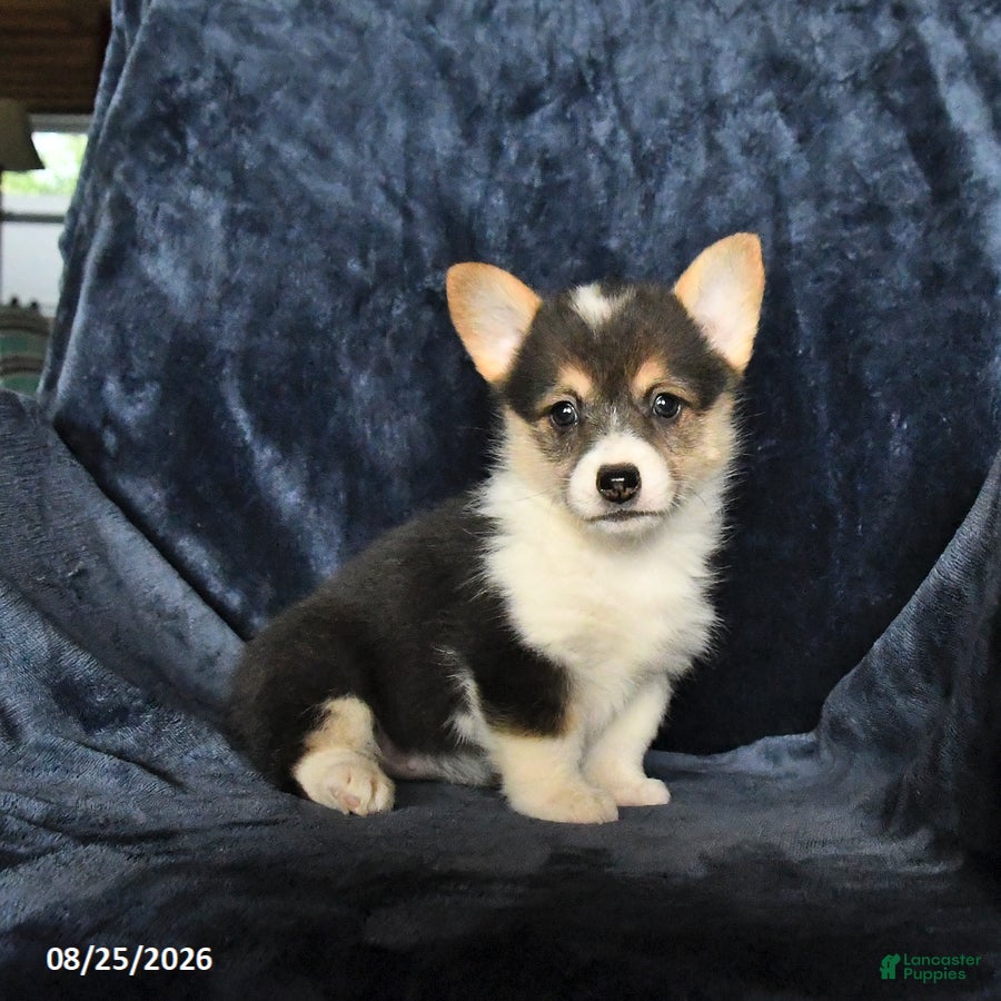 Welsh Corgi Pembroke dogs Rain - Ad 1