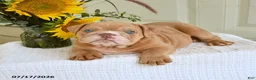 English Bulldog dogs for sale: Troy - Ad 5