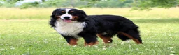 Bernese Mountain Dog dogs for sale: Kenton - Ad 10