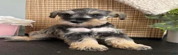 Miniature Schnauzer dogs for sale: Molly - Ad 11