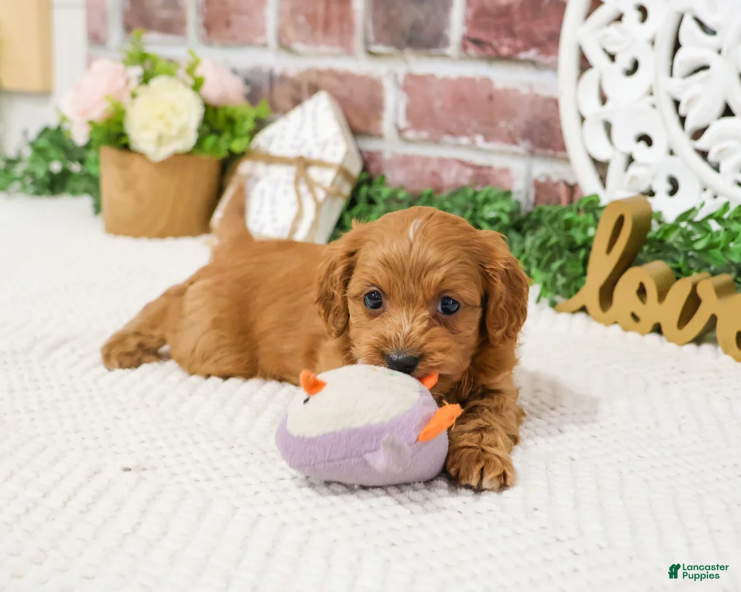 Cavapoo dogs for sale: Kelsie  - Ad 2
