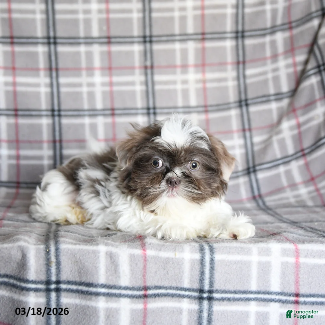 Shih Tzu dogs for sale: Waldo  - Ad 2
