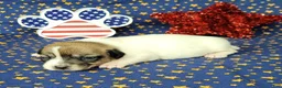 Jack Russell Terrier dogs for sale: "Pringle" CKC Reg female - Ad 7