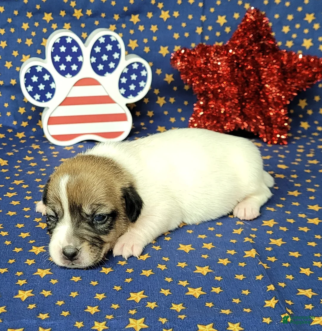 Jack Russell Terrier dogs for sale: "Pringle" CKC Reg female - Ad 7