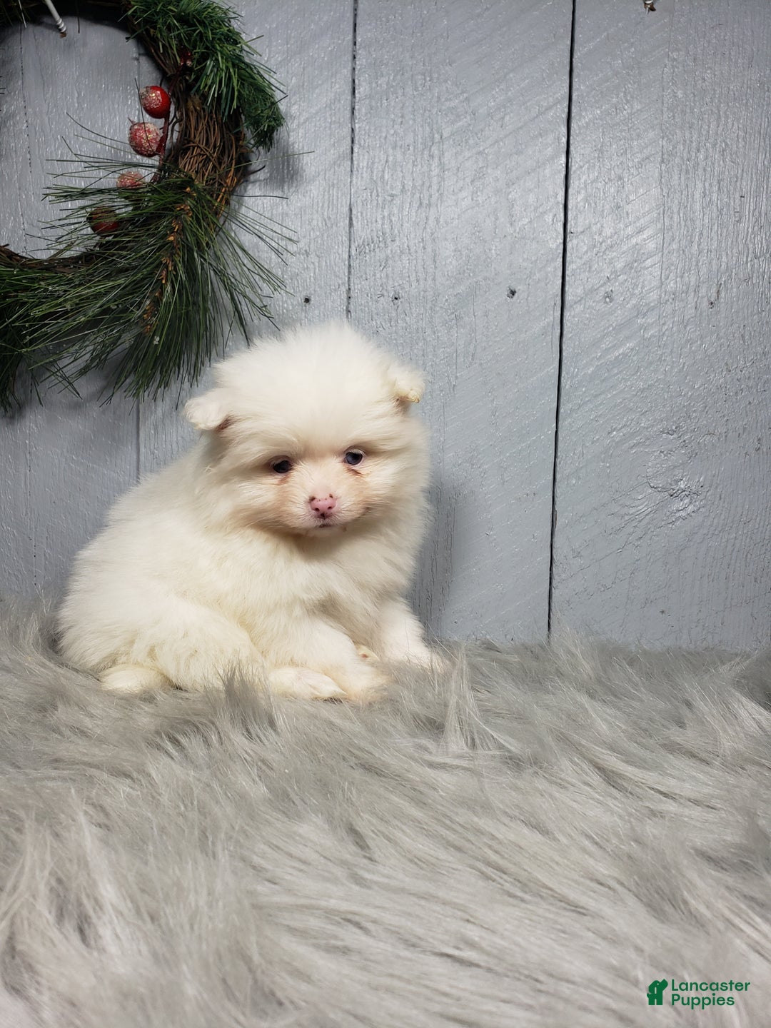 Pomeranian dogs for sale: Ava  - Ad 1