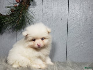 Pomeranian dogs Ava - Ad 25