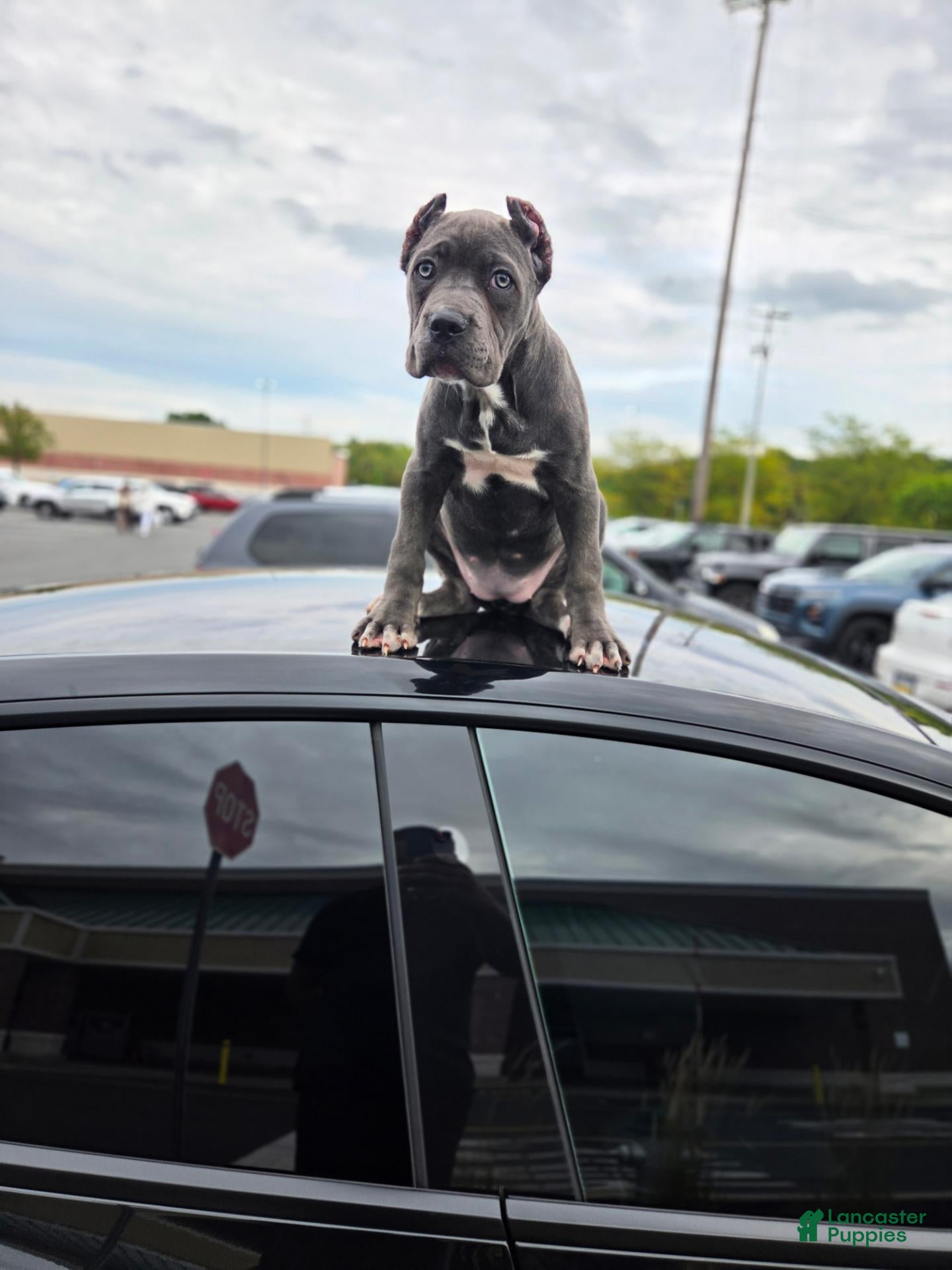 Cane Corso dogs Cane Corso 1 - Ad 2
