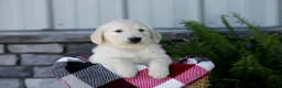Golden Retriever dogs for sale: Baxter - Ad 4