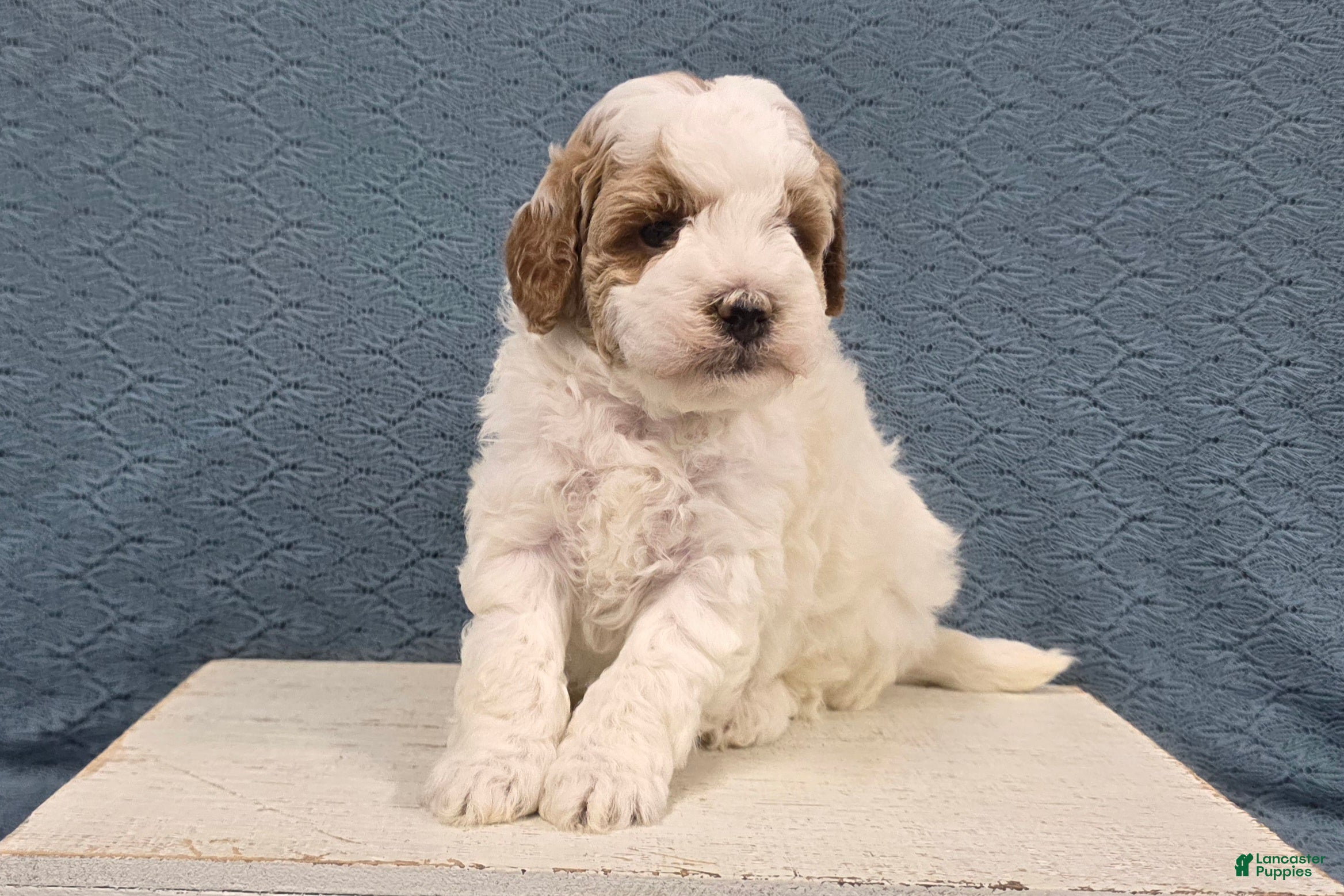 Miniature Poodle dogs Max - Ad 1
