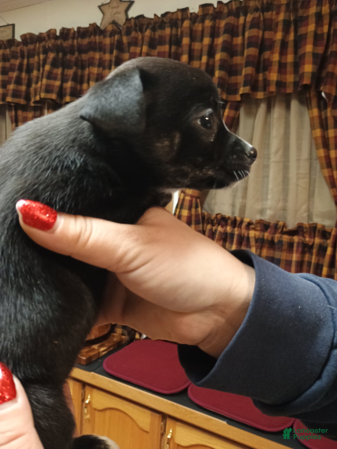 Chihuahua dogs for sale: Sable - Ad 9