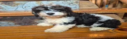 Cavapoochon dogs for sale: Cavapoochon 1 - Ad 3