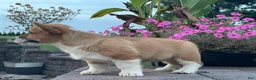 Welsh Corgi Pembroke dogs for sale: Welsh Corgi Pembroke 3 - Ad 5