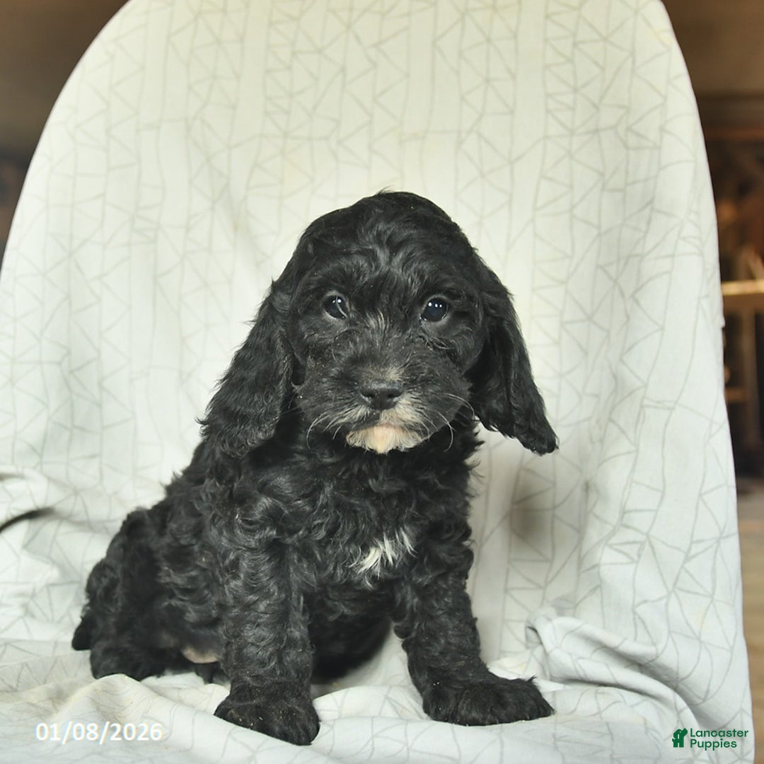 Cavapoo dogs for sale: Benson  - Ad 2