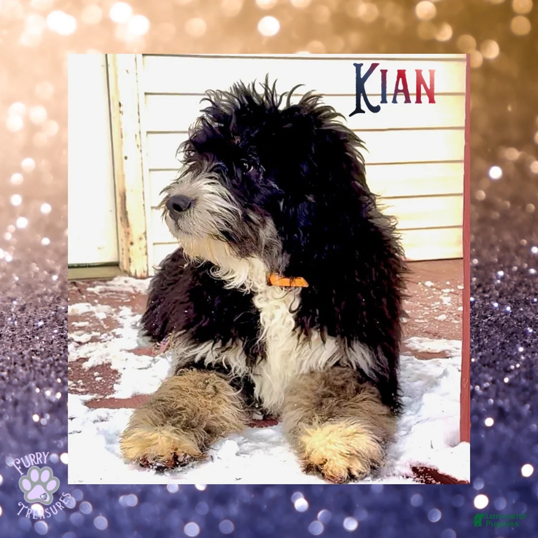 Mini Bernedoodle dogs for sale: Kian “Blue Collar” Male - Ad 2