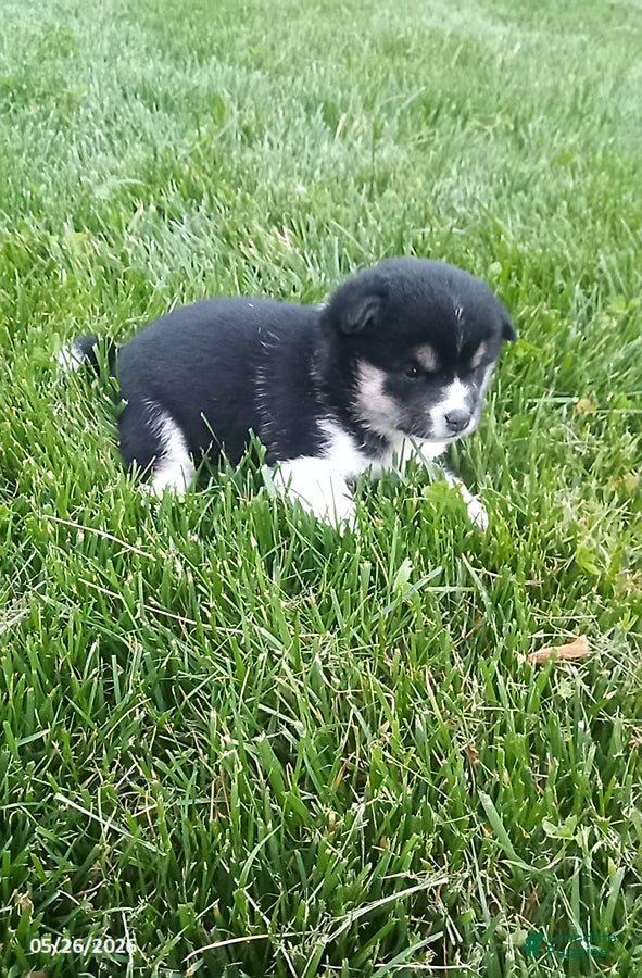 Shiba Inu dogs Willow - Ad 1
