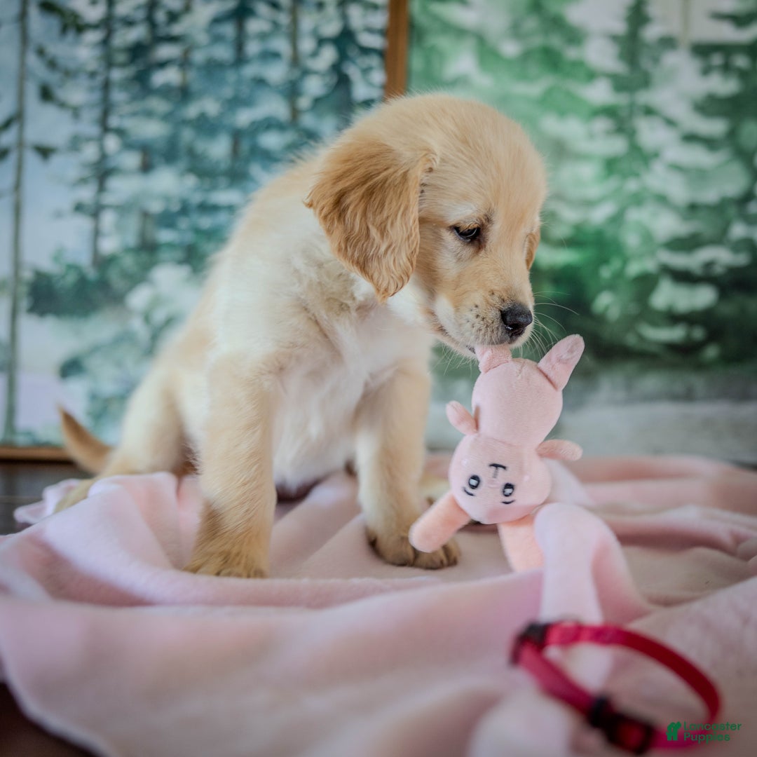 Golden Retriever dogs for sale: Pink - Ad 7