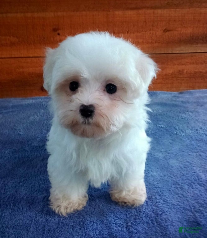 Maltese dogs Bentley - Ad 2
