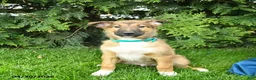 Mixed Breed dogs for sale: Eddie - Ad 4