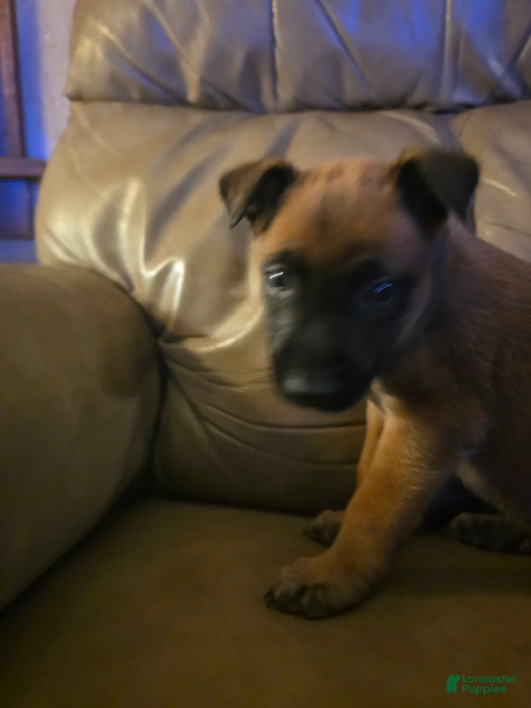 Belgian Malinois dogs for sale: Belgian Malinois 9 (green) - Ad 2