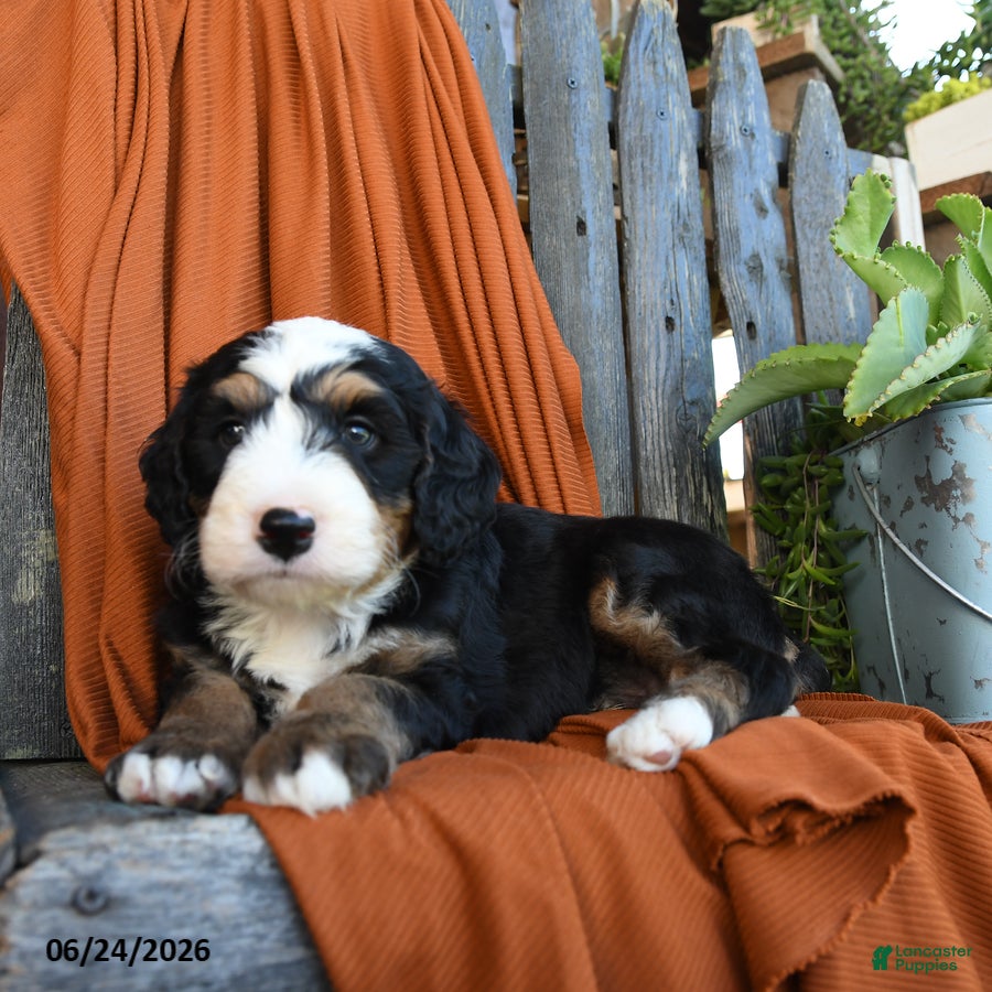 Bernedoodle dogs Quinn - Ad 2