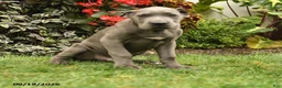 Cane Corso dogs for sale: Leo  - Ad 3