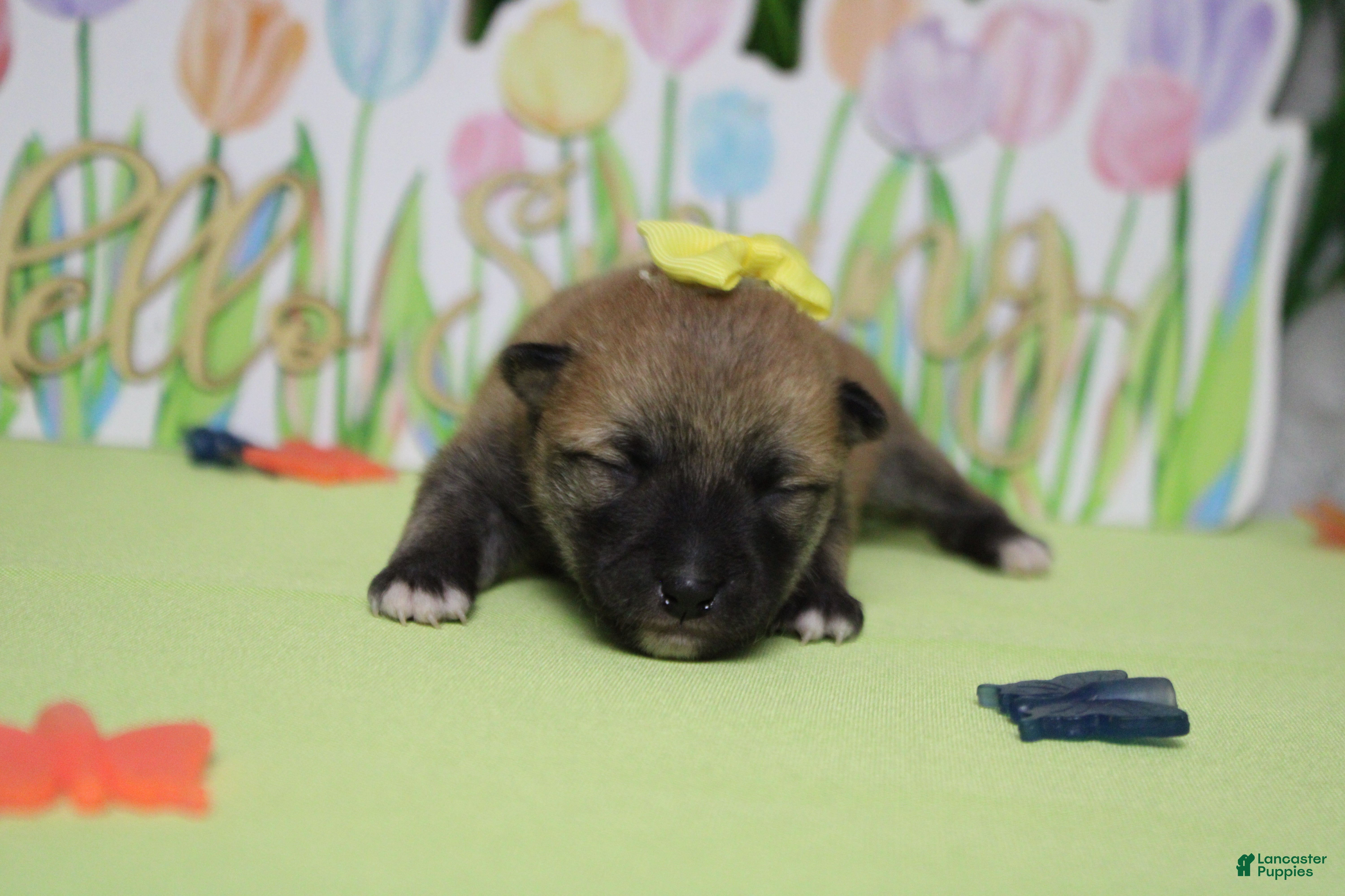 Shiba Inu dogs Cyndi  - Ad 5