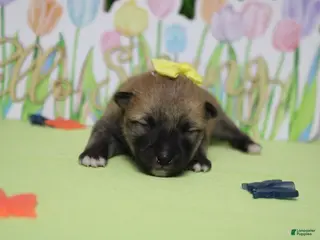 Shiba Inu dogs Cyndi - Ad 5