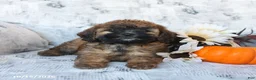 Cavapoo dogs for sale: Penny - Ad 4