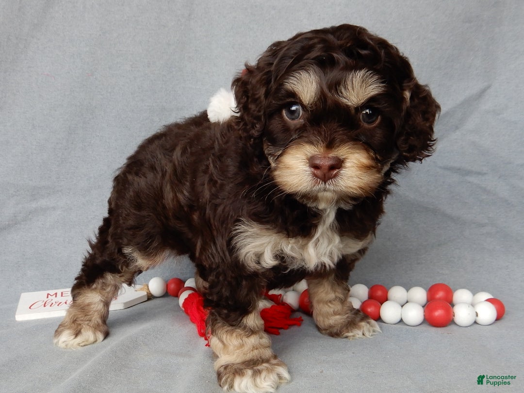 Cockapoo dogs for sale: Sparky - Ad 3