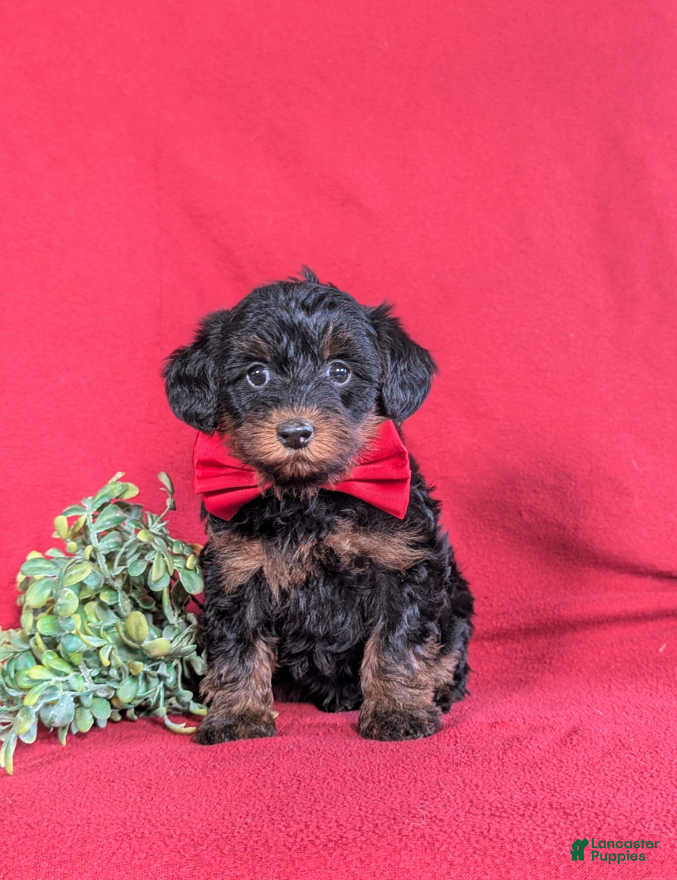 Yorkiepoo dogs Hugh 6 lbs Full Grown - Ad 2