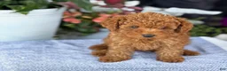 Toy Poodle dogs for sale: Mickey - Ad 18